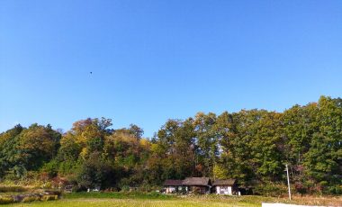 裏山の紅葉が始まる