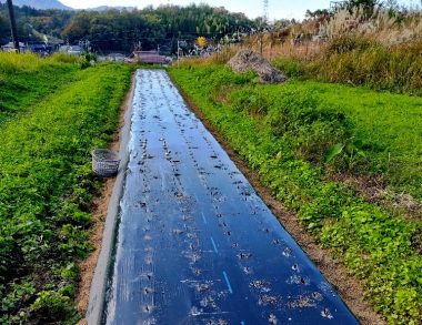 マルチに移植ゴテを突き刺して穴を開け植付