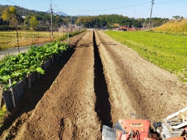 ➁管理機で畝幅に合わせて溝を掘る