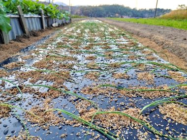 ④定植後はマルチの穴に乾燥と草対策でもみ殻を入れた