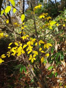 クロモジの紅葉に朝日が射しこむ