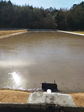 代搔きが終わり来年の春までこのまま冬季湛水に入る