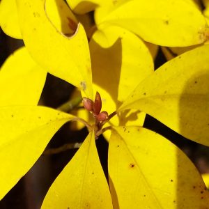 すでに来年の芽が見える