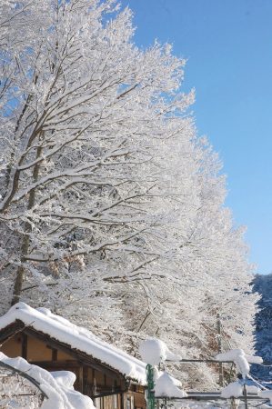 屋根の雪25cmくらい