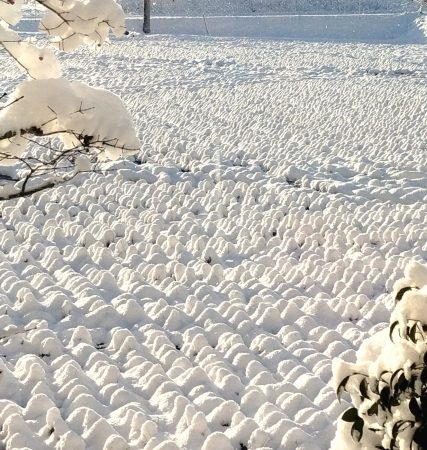 雪をかぶった田んぼの稲株