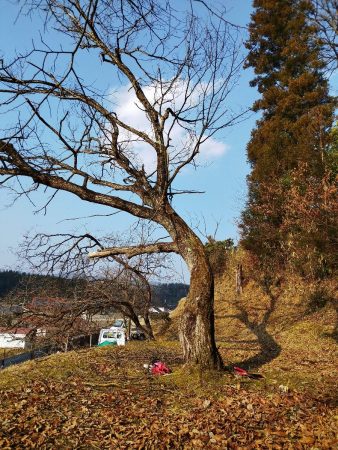 枯れた栗の樹　左に倒すと下の柿の木に被害が出る