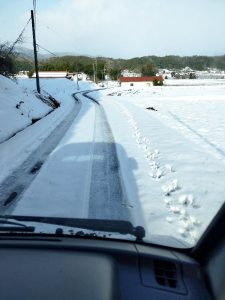 家を出るときは雪道だった（轍の横は鹿の足跡）