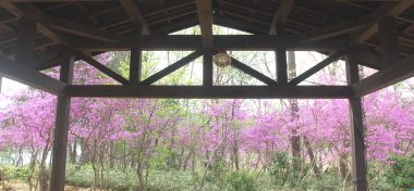 裏山のあずま屋からツツジを見る