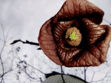 ポポーポポーのはなは下向きに咲くので写しにくい