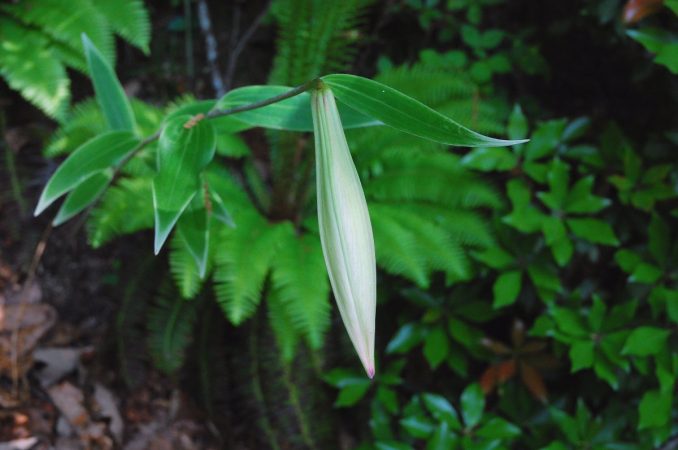 開花が近いササユリの蕾