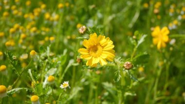 食べ残した春菊の花