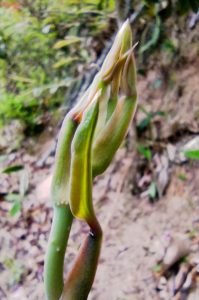サルトリイバラの芽