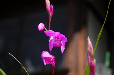 花付きの少ないシラン