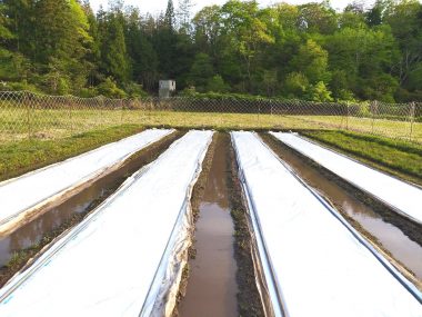 苗代完成（今年はトンネル栽培にしないで保温材のベタ掛け方式にしてみた