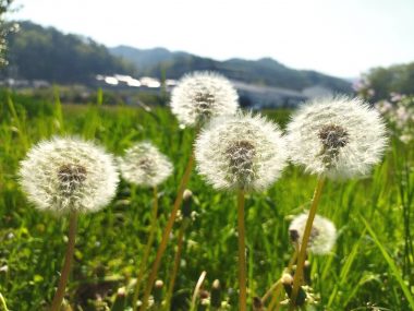庭に生えているタンポポは今にも種が飛びそう