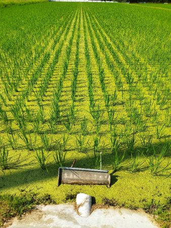 全面浮草のなかで育つ稲　田植えから20日目
