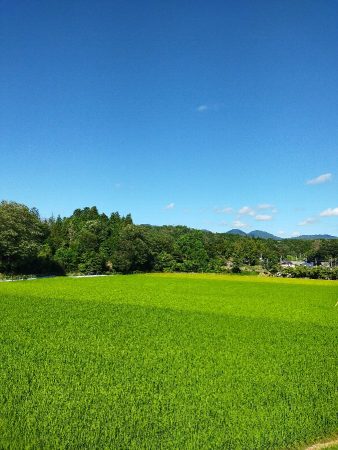 2~3日のうちに出穂が始まりそうになった田んぼの様子