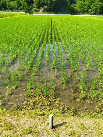 機械除草を2回やった田んぼ