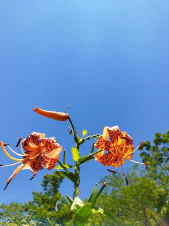秋にはユリ根を食べるのが楽しみ