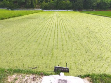 丸い葉の浮草が田んぼ全面に発生したのでこの田んぼは除草しない
