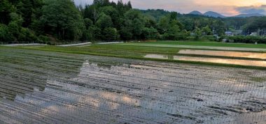 陽が落ちる頃に田植も終わる