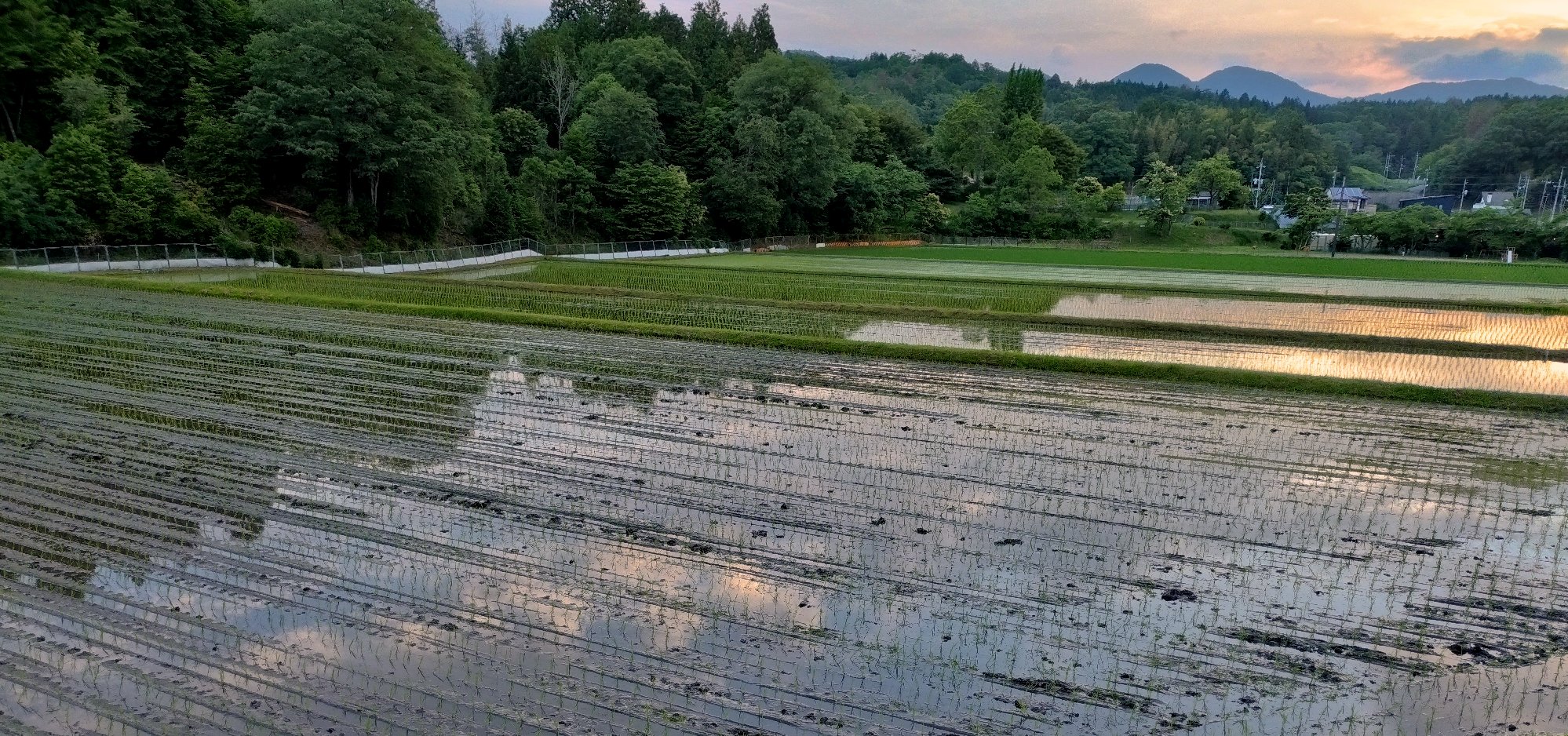陽が落ちる頃に田植も終わる