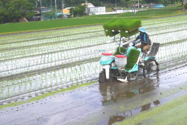 順調に植付中