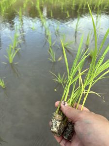 ポット苗は補植しやすい
