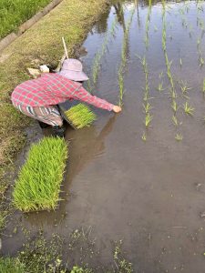 手植えしないと田植えをやった気にならないようで