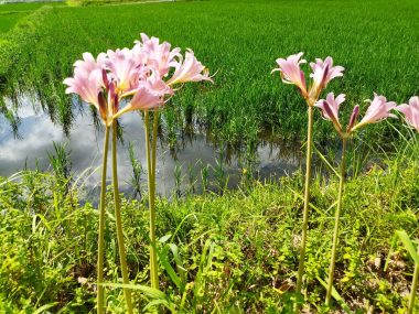 風呂場横の夏スイセンは毎年花が増えている気がする