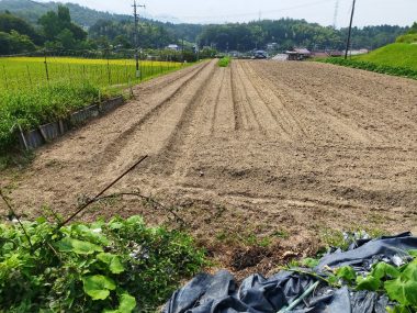 管理機で土を跳ね上げて畝を作る