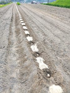 ジャガイモを並べた間に米糠を置く