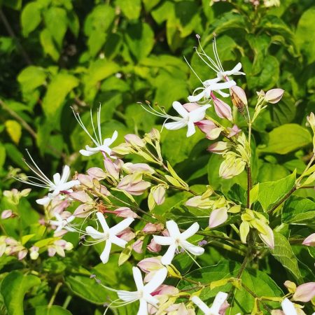 花は何ともええ香り