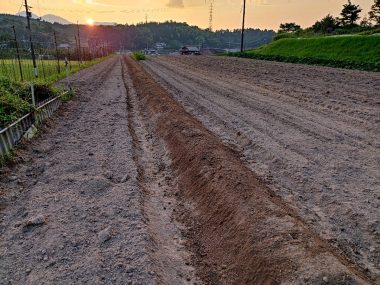 ④エブリ（レーキ？）で畝の両側から土をかき上げて完了