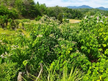 池の堤防に群生しているクサギを伐ると『ウェッ！』となる嫌な臭い、一本の樹でこんなに違うとは