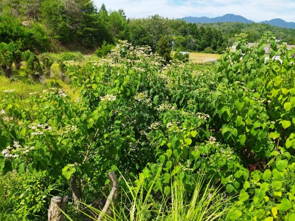 池の堤防に群生しているクサギを伐ると『ウェッ！』となる嫌な臭い、一本の樹でこんなに違うとは