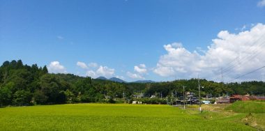 田植から62日目の田んぼの様子