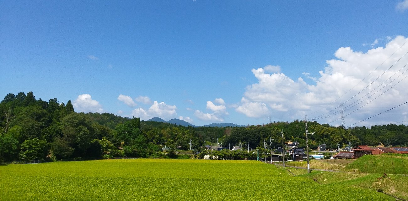 田植から62日目の田んぼの様子