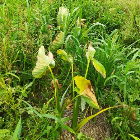 枯れ始めた里芋の葉