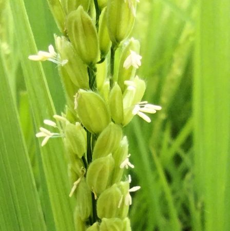 モミが二つに分かれて稲の花が出た