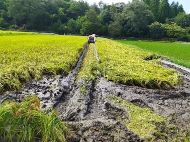 稲の倒れた所と立っている所の間から刈り始める