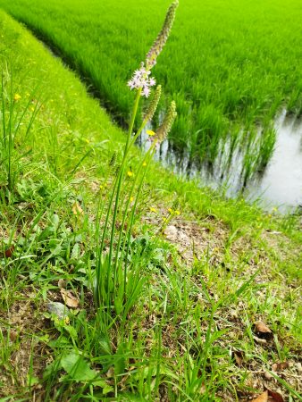 この時期になるとあちこちの斜面で咲く