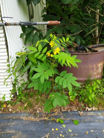 ポポーの樹の下で花を咲かせていたハブ草