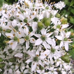 ニラの花　白い花の真ん中に黒い種ができる