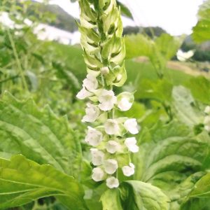 シソの花は下から咲いていく