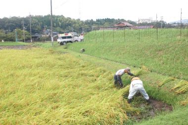 田んぼの四隅は手刈りしてコンバインを動きやすくする
