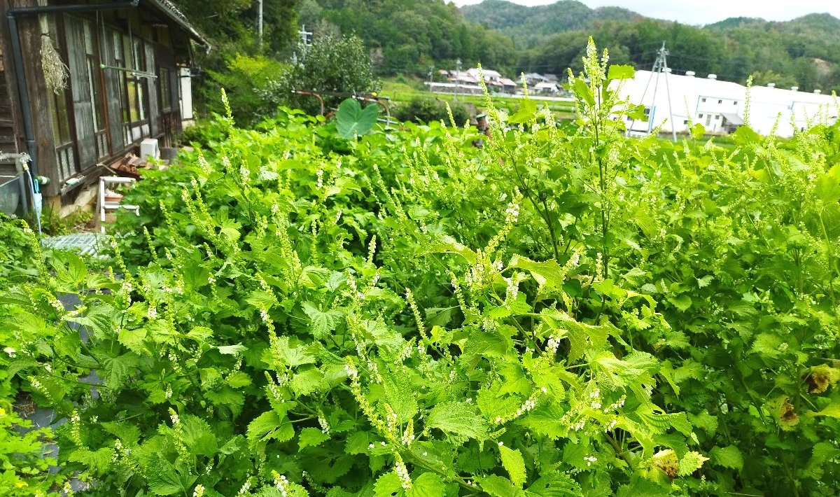 シソが畑一面に広がった