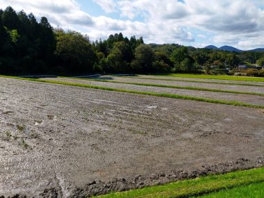 代かき後の田んぼを乾かしている