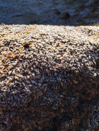 朝、日の当たっていない所のもみ殻に初霜が降りていた、昼前からは暑くてシャツ一枚で作業