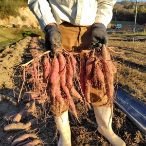山芋の様に細長いのばかりの株もあった